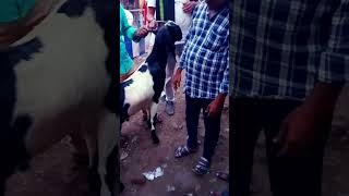 Narkel danga bakra markat 👍 love birds agricultur kolkata [upl. by Caitrin307]