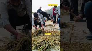 Threshing process of Barnyard millet Ag farm BHU shorts bhu agriculture [upl. by Limber]