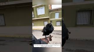 This man managed to rescue a crow in time from a fierce hawk and then animalshorts [upl. by Luy113]