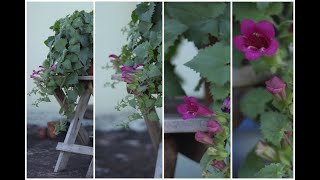 How to grow an unusual flowering vine  Maurandya Magic Dragon erubescens  In love with soil 🌸 [upl. by Maiah]