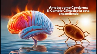 Ameba Come Cerebros La Amenaza Mortal Aumenta por el Cambio Climático [upl. by Imot]