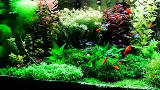 My dutch style aquarium with TF Planter fertiliser [upl. by Nesyaj920]