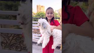 amaira k liye aya dog shorts thegeetagurjar [upl. by Yarezed]