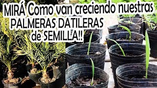 Como van progresando las PALMERAS DATILERAS que plantamos de SEMILLA MIRÁ COMO VAN [upl. by Daphne]