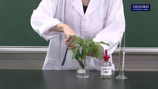 Practical 106 Measurement of the amount of water absorbed and lost by a plant with weight potometer [upl. by Adnohsed317]