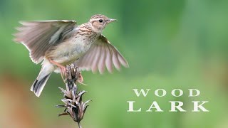 WOODLARK bird singing and chirping in the spring forest bird sounds [upl. by Fonda756]