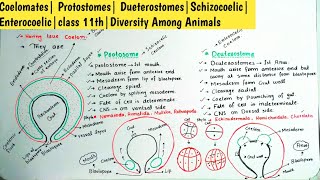 Coelomates Protostomes DueterostomesSchizocoelic Enterocoelicclass 11thDiversity Among Animals [upl. by Odlareg]