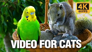 Cat TV Beautiful Birds Help Cats Watch To Stimulate Their Senses🐱Video For Cat To Watch 4K HDR [upl. by Eidnil]