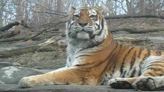 Amur Siberian Female at Tiger Mountain Bronx Zoo  January 2009 [upl. by Bauer]