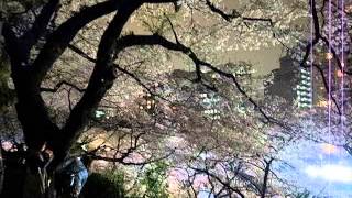 Night Sakura  KitanoMaruKoen Kitanomarukoen 北の丸公園夜桜花見 130329 [upl. by Llehcram137]