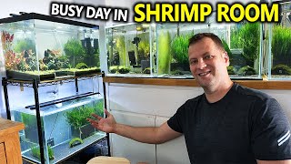 Busy Day In The Shrimp Room Update on all my Shrimp Tanks [upl. by Halie]