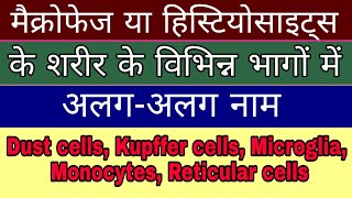 मैक्रोफेज Macrophages or histiocytes Dust cells in hindi  Kupffer cells  biology science sk [upl. by Carpet]