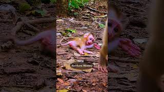 Most adorable baby monkey in Sovana Family 24 [upl. by Lunetta]