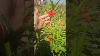 Balsam plant garden balsam shorts ytshorts plants gardening [upl. by Geraldina]