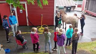 Sommerskole Borgund Dyreklubb 2021 [upl. by Love]