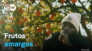 La explotación de los inmigrantes en los campos de Europa  DW Documental [upl. by Htrow]