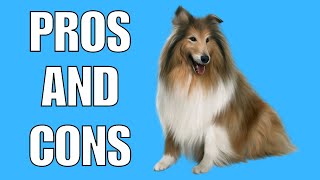 Shetland Sheepdog Pros And Cons  Should You REALLY Get A SHETLAND SHEEPDOG [upl. by Selina258]