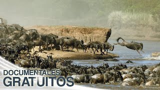 La gran migración animal  Episodio Completo [upl. by Imogene]