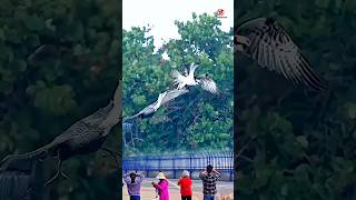 Moments Pelican snatches fish caught by osprey [upl. by Nylrac]