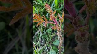 Staghorn Sumac after Winter Season PART 4 [upl. by Ecadnarb]