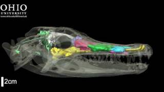 Alligator skull with brain endocast amp air spaces  yaw [upl. by Sobel]