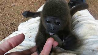 Special baby Woolly Monkey being super sweet [upl. by Hannis]