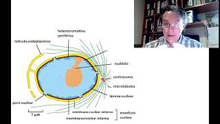 BCM  T3a  Compartimientos intracelulares Parte 1 [upl. by Aba]