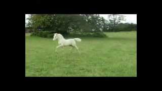 Nibeley White Gold Welsh Cob Sec D Cremello Colt Foal 2012 [upl. by Letsirhc659]