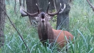 Rykowisko  zwabiony jeleń byk  hirschbrunft  red stag calling [upl. by Labannah256]