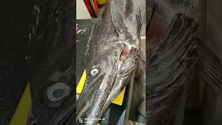 Why Sword Fish Is Rarely Found Indian Fish Market  fishmarket indianfish [upl. by Isoais]