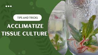 Tips Acclimatize Tissue Culture Plant thefirstplant [upl. by Aihsram]