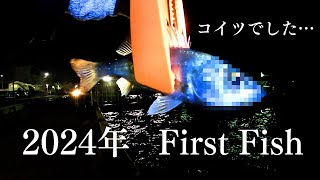 2024年のFirst Fishはコイツでした… 【福岡釣り】 [upl. by Mather]