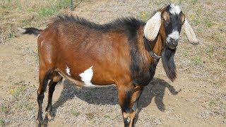 AngloNubian Goats  Large Meat And Milk Producers [upl. by Rekcut]