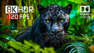 Best of Dolby Vision for 2024  8K HDR Video ULTRA HD 120FPS [upl. by Aicileb765]