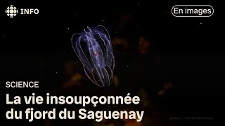 La vie insoupçonnée du fjord du Saguenay [upl. by Eeresed249]