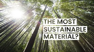 Is Bamboo the Most Sustainable Material [upl. by Carena]