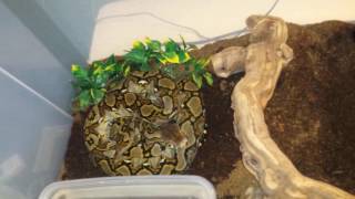 How to care for a reticulated python [upl. by Charlton]