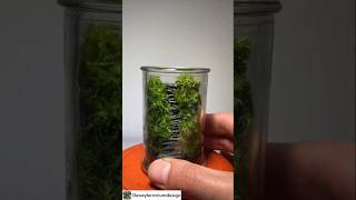 Easy terrarium learning for beginners [upl. by Ydoc775]