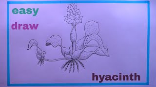 How To Draw HYACINTH EasyWater HYACINTH Drawing [upl. by Stirling]