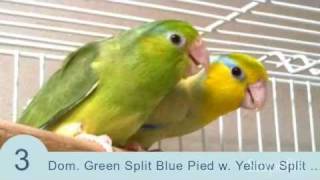 Parrotletbirds quotTop 10 Parrotlet Breeding Pairsquot Parrotletbirds [upl. by Dnomso269]