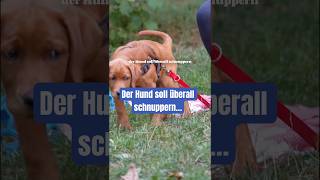 Was soll der Hund lernen hundetraining [upl. by Zitvaa]