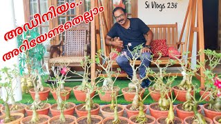 A Complete Guide On Adenium Repotting  How to make a good potting soil for Adenium plants [upl. by Lahey]