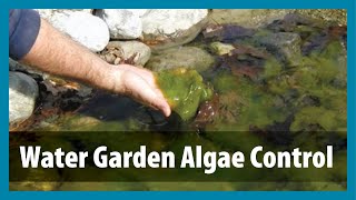 Water Gardens  Algae Control  Algae Treatment for Ponds [upl. by Konstanze789]