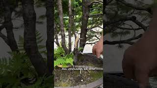 Dwarf Alberta spruce forest  bonsai tree 🌲 [upl. by Millda]