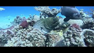 Egypt Makadi Bay Housereef 1st shot with GoPro 13 [upl. by Fronia]