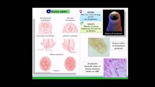 Ancylostoma duodenale [upl. by Doll]