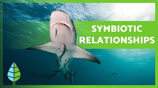 What is SYMBIOSIS 🐠🦐 Mutualism Commensalism Parasitism  EXAMPLES 🐦 [upl. by Satterlee]