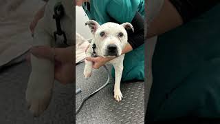 Amazing 15 year old rescue English staffy improving his mobility and strength [upl. by Prentiss]