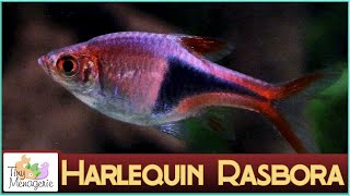 All About Harlequin Rasbora Pretty in Pink Nano Fish [upl. by Ieppet57]