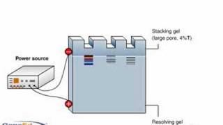 SDSPAGE polyacrylamide gel electrophoresis [upl. by Esorrebma441]